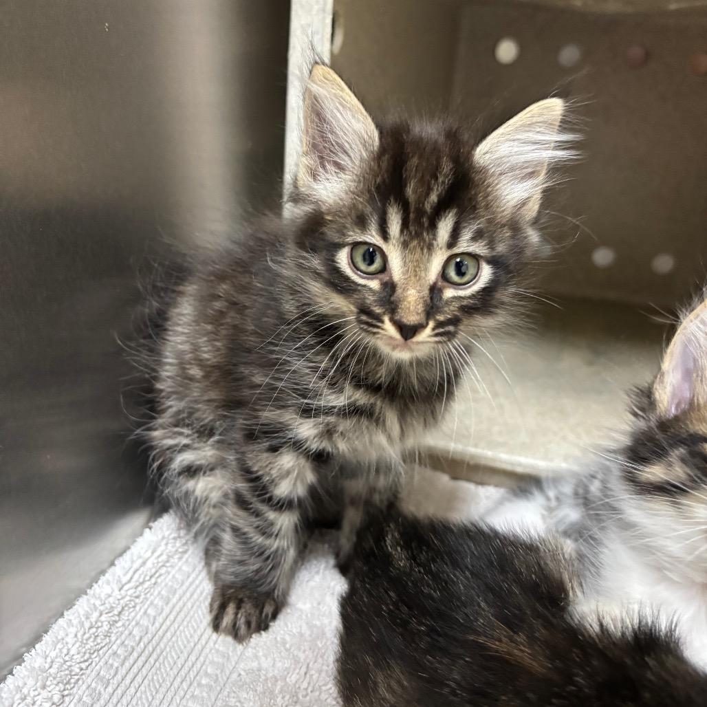 Enlarge Fruit, a Adoptable Domestic Medium Hair in Roxboro, NC image 2/6