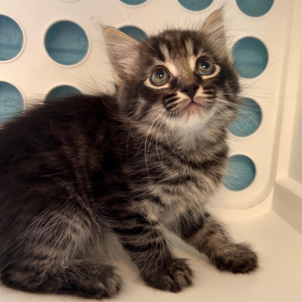Enlarge Fruit, a Adoptable Domestic Medium Hair in Roxboro, NC image 3/6