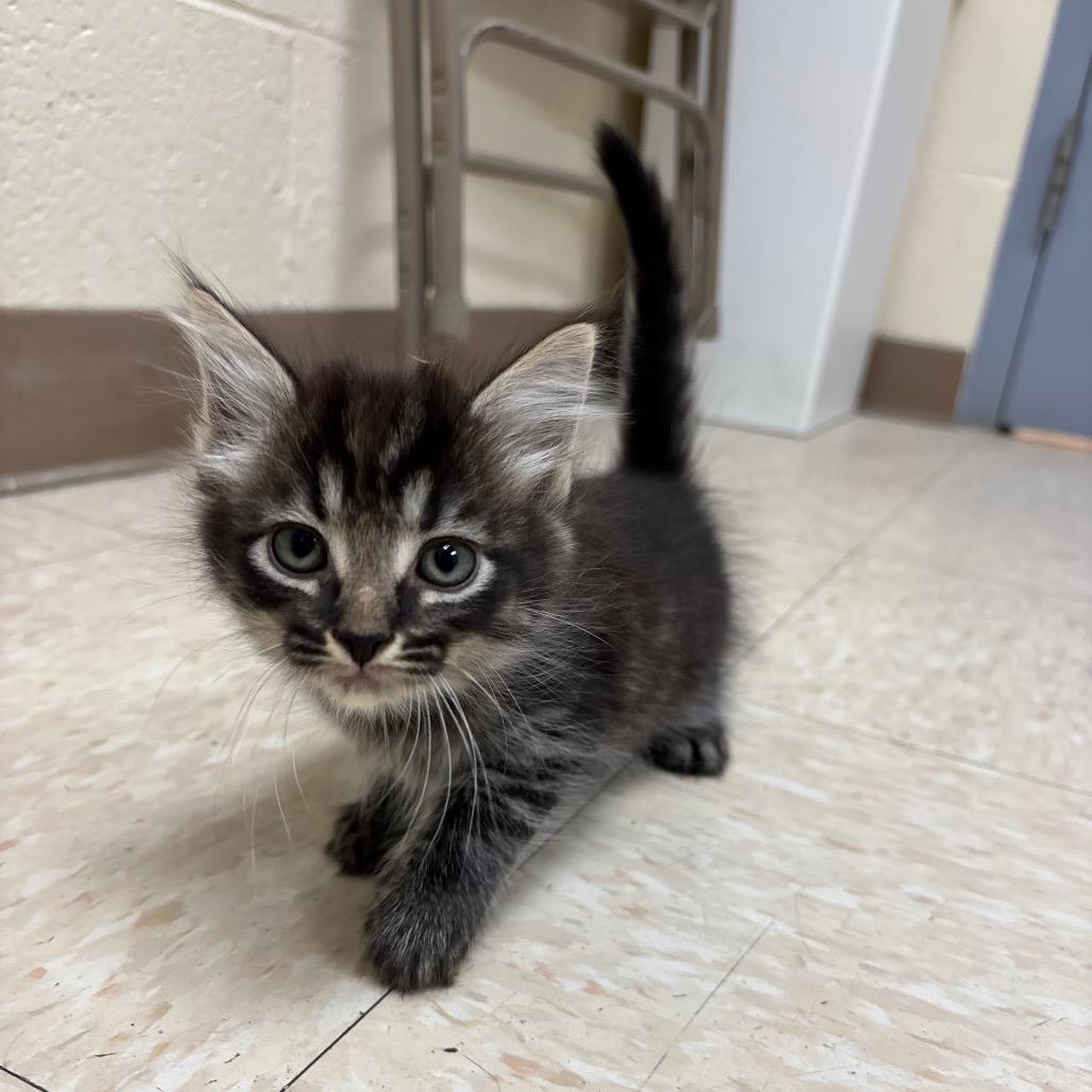 Enlarge Fruit, a Adoptable Domestic Medium Hair in Roxboro, NC image 4/6