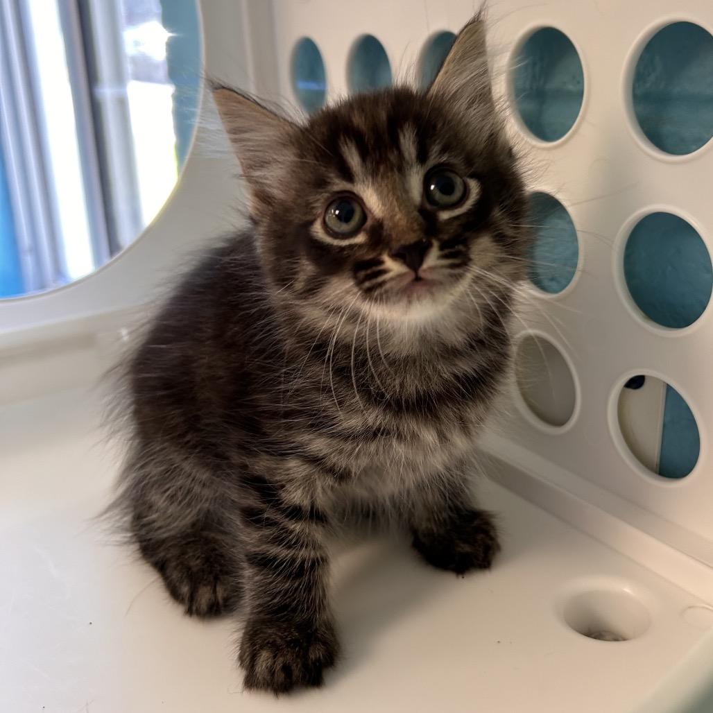 Enlarge Fruit, a Adoptable Domestic Medium Hair in Roxboro, NC image 5/6