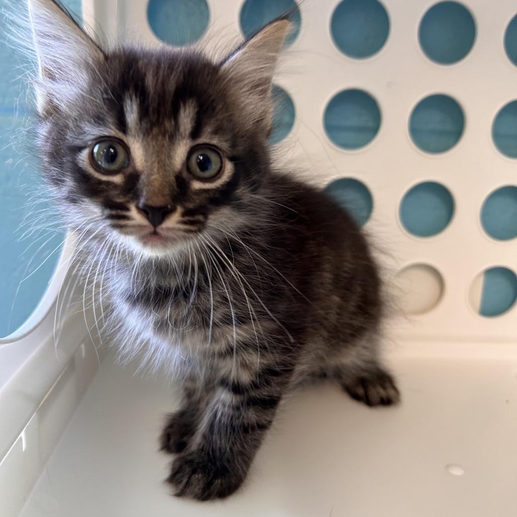 Enlarge Fruit, a Adoptable Domestic Medium Hair in Roxboro, NC image 6/6