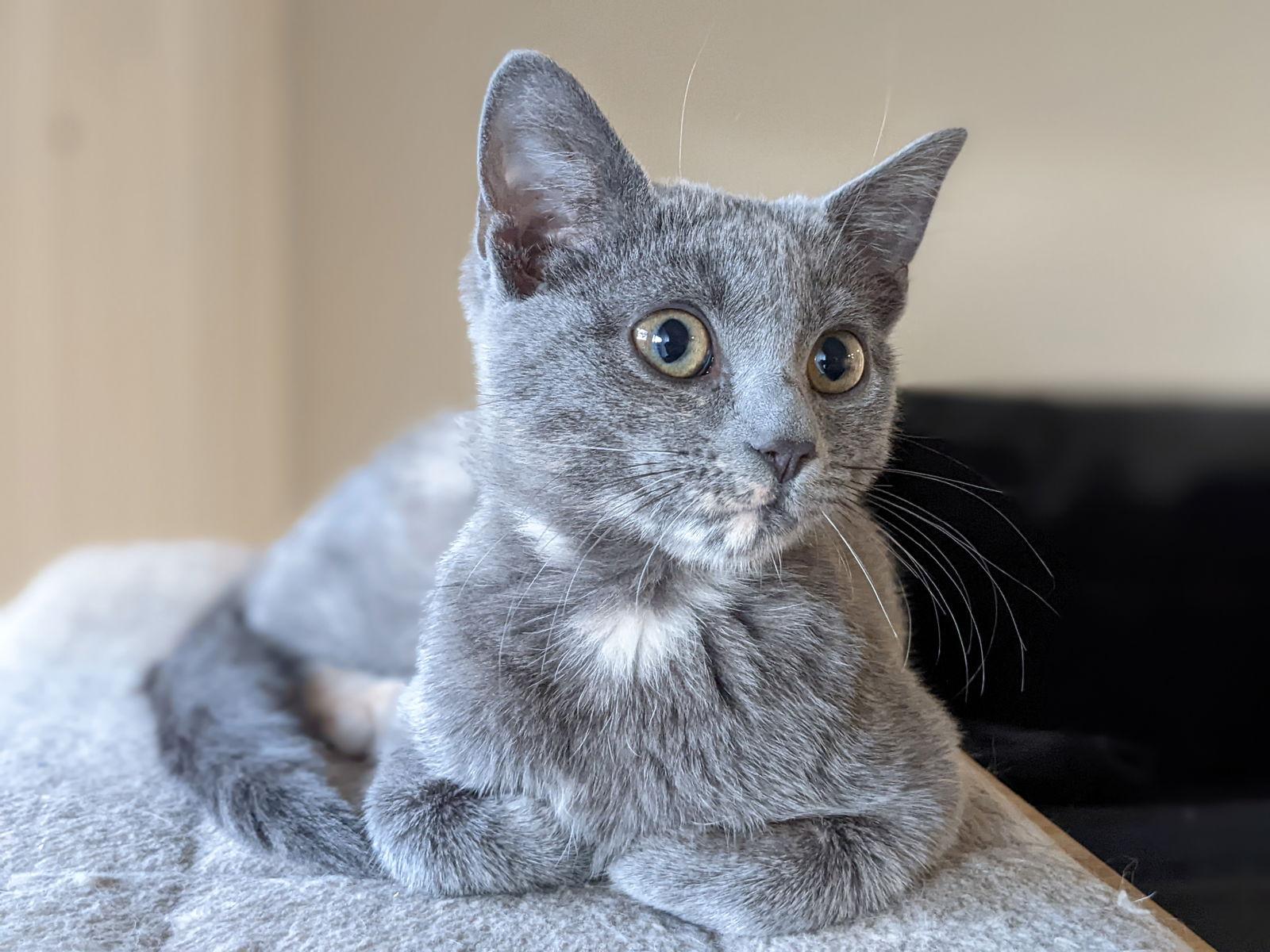 Twinkle Twinkle Little Star