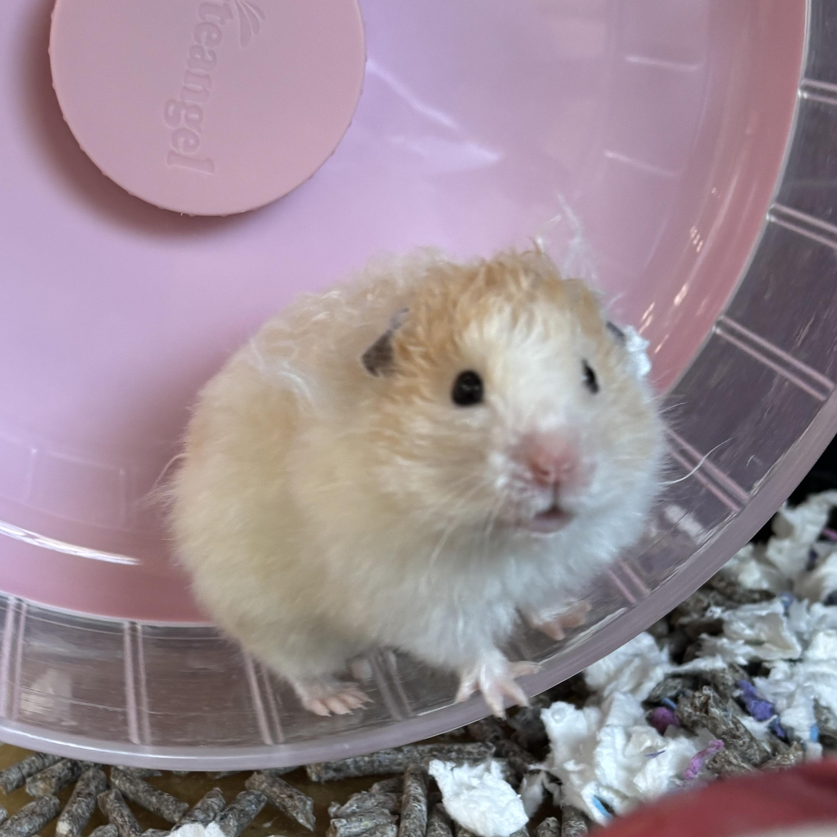 Dill, ADOPTABLE, Adult Male Hamster.