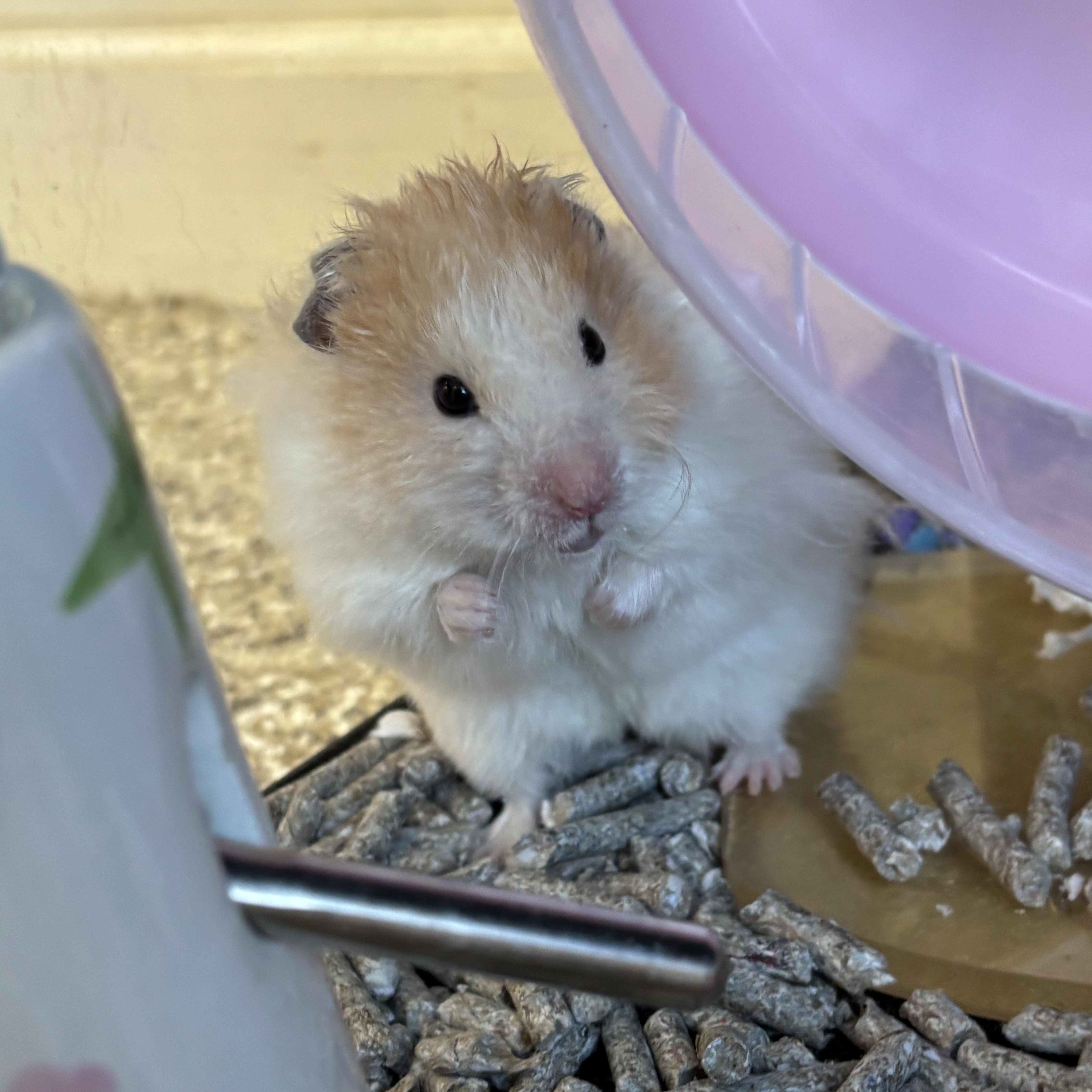 Enlarge Dill, a ADOPTABLE Hamster in Appleton, WI image 2/3