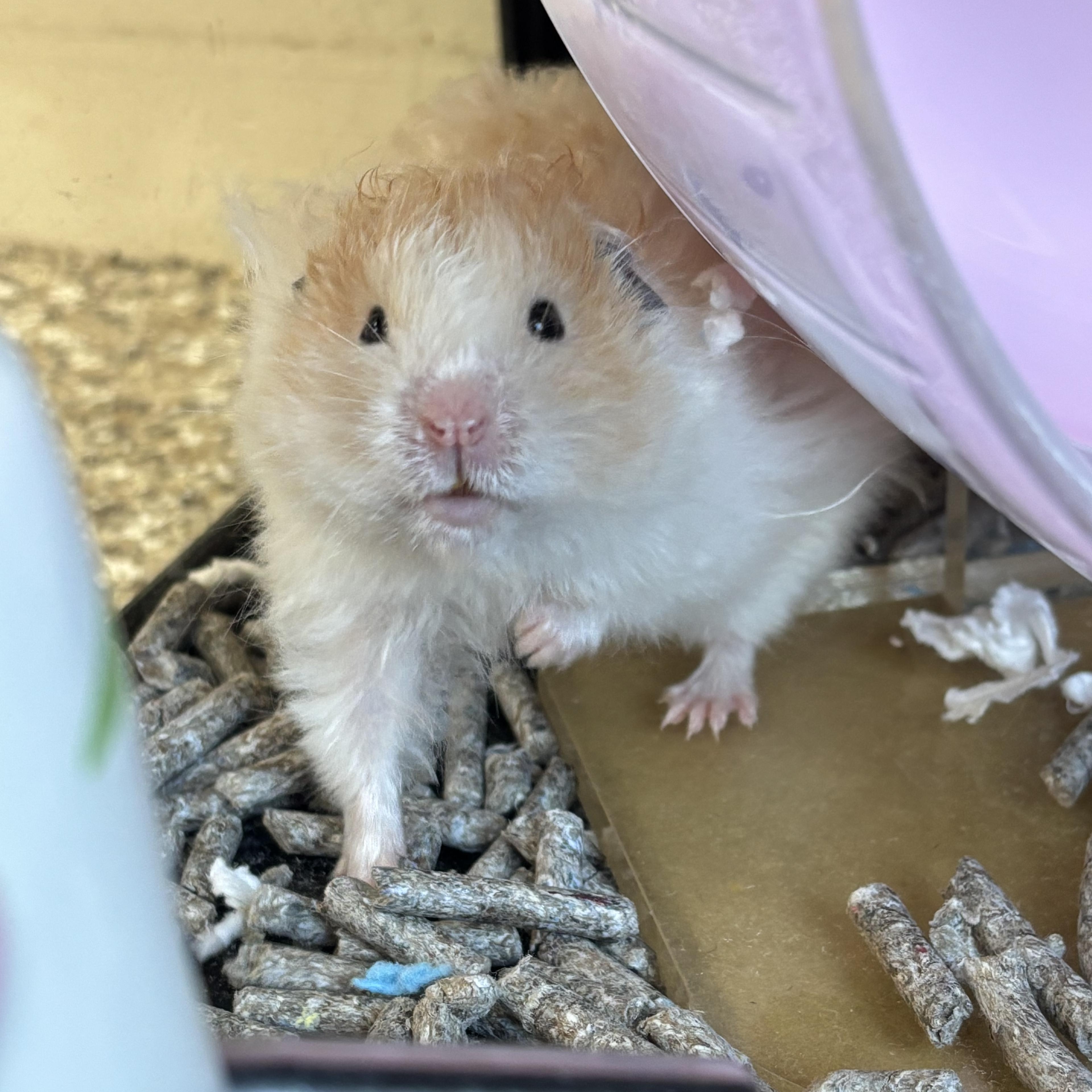Enlarge Dill, a ADOPTABLE Hamster in Appleton, WI image 3/3