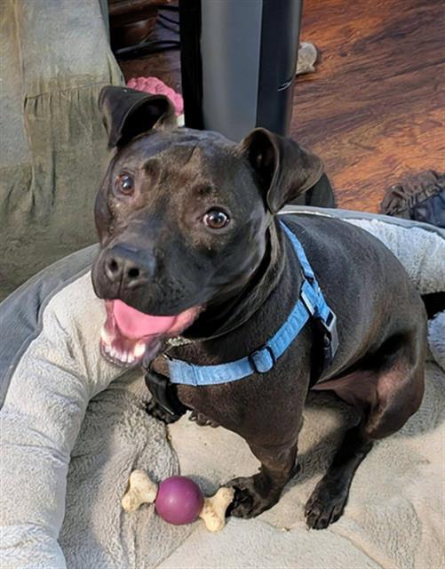 Enlarge FIEVEL, a Adoptable Mixed Breed in Jacksonville, FL image 1/1