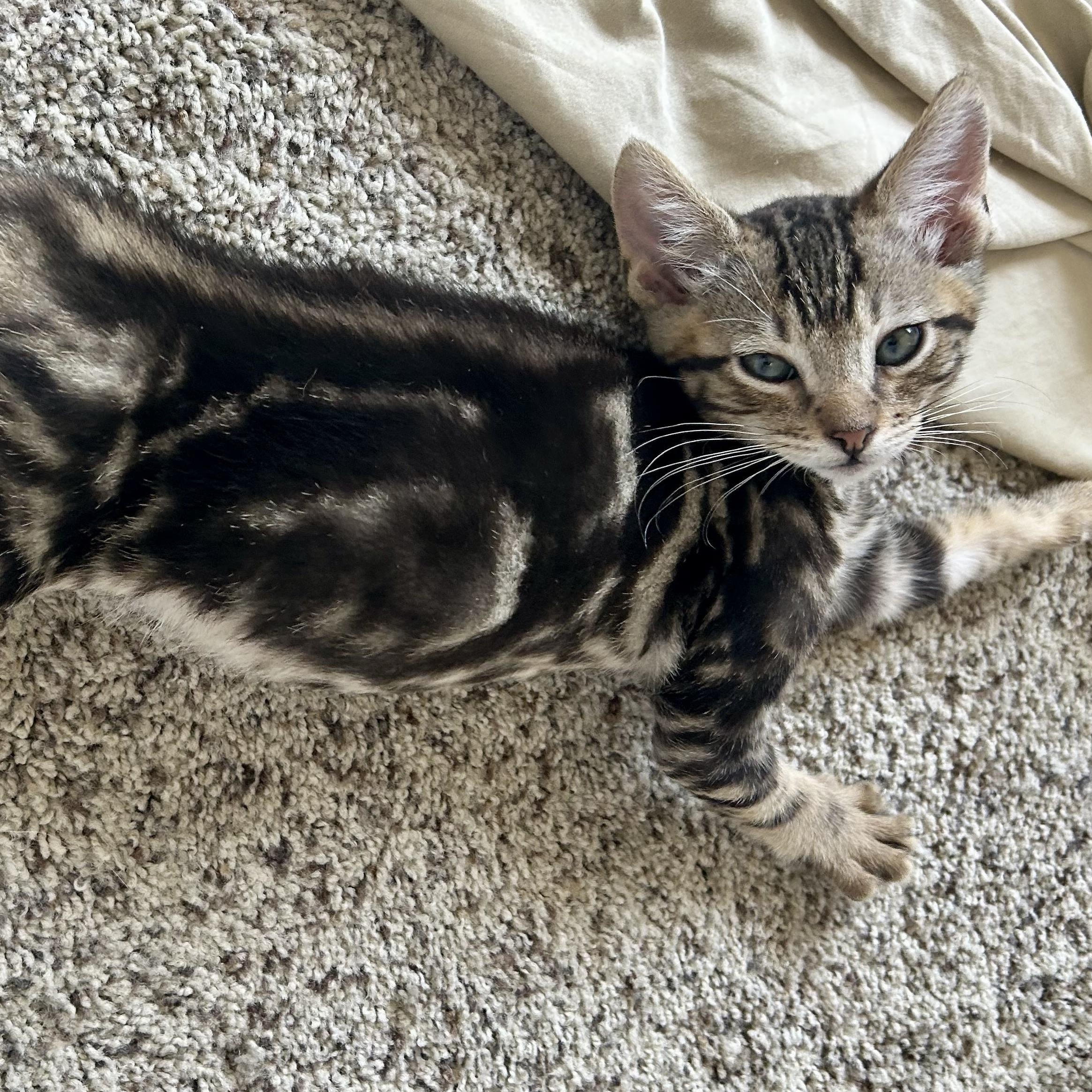 Gus, a Adoptable Domestic Short Hair in Riverside, CA image 2/6