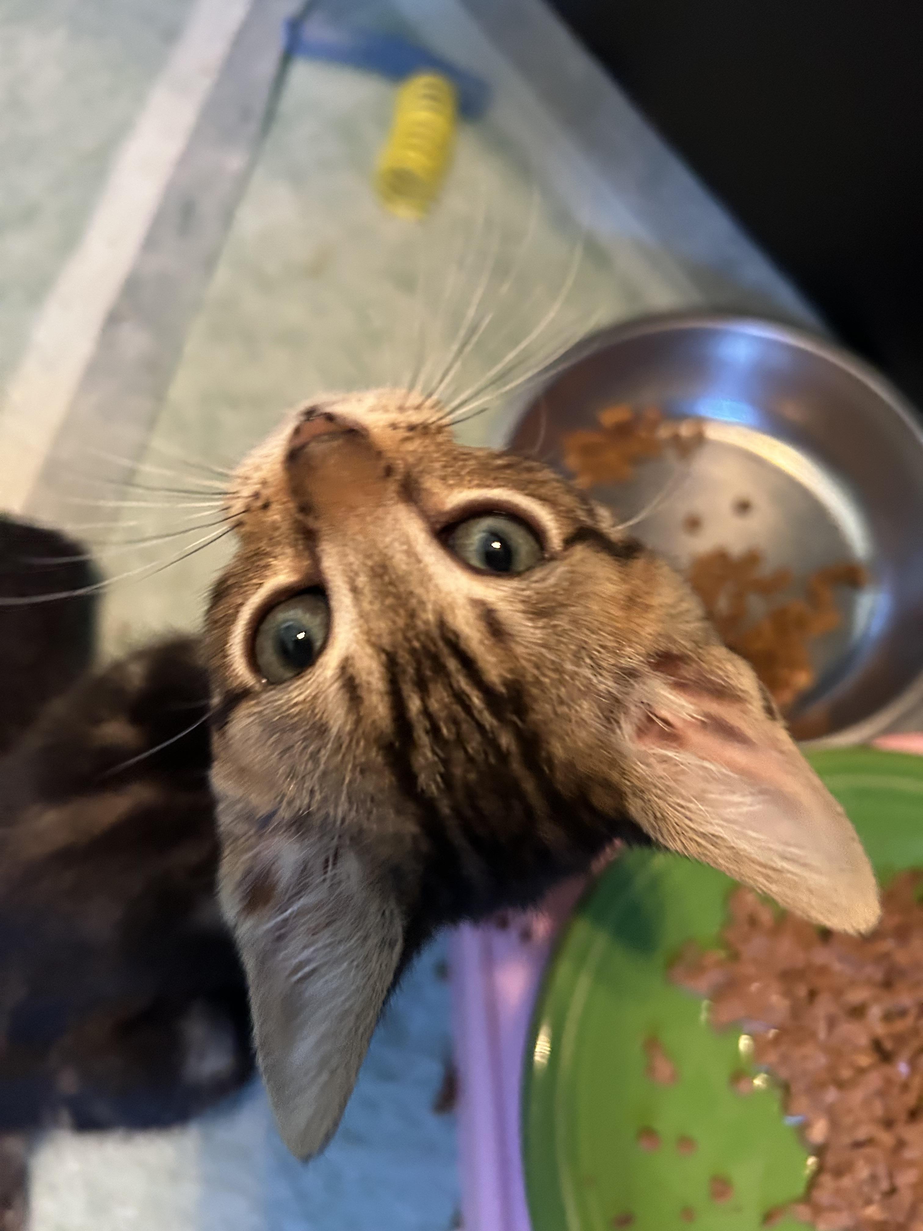Gus, a Adoptable Domestic Short Hair in Riverside, CA image 5/6