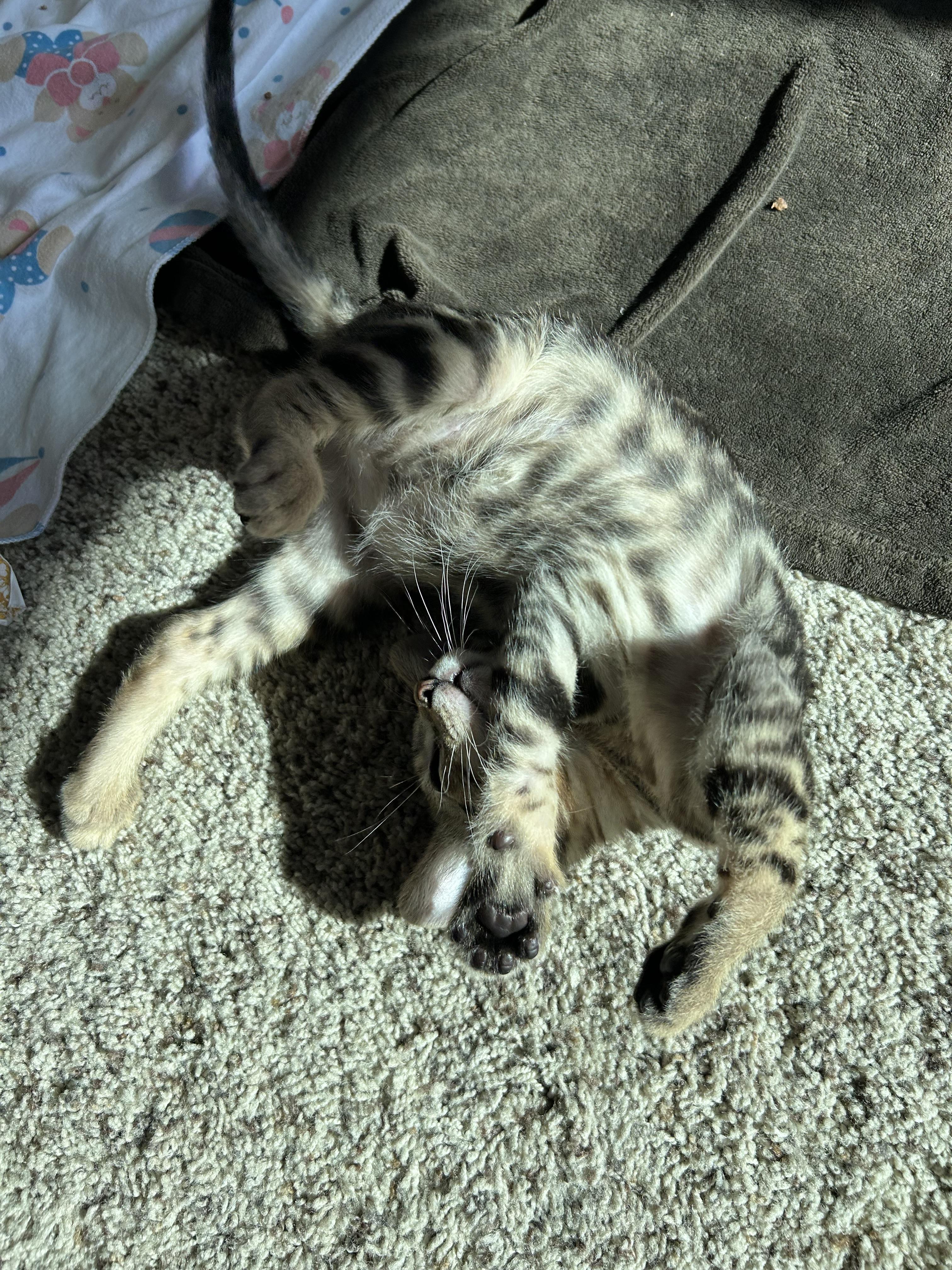 Gus, a Adoptable Domestic Short Hair in Riverside, CA image 6/6