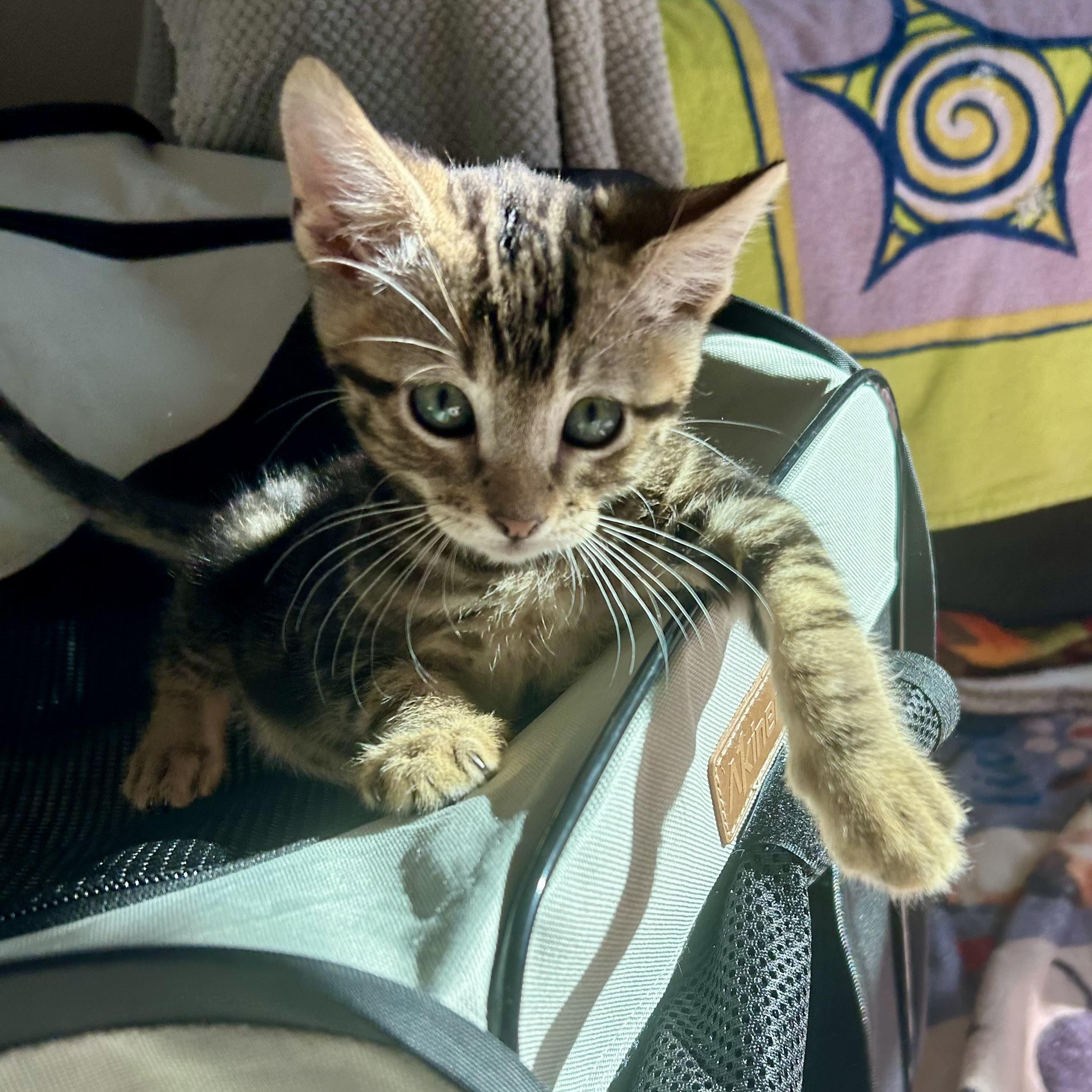 Gus, Adoptable, Kitten Male Domestic Short Hair.