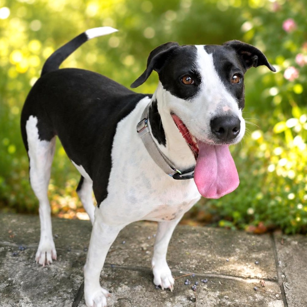 Charity, Adoptable, Young Female Labrador Retriever & Bull Terrier.