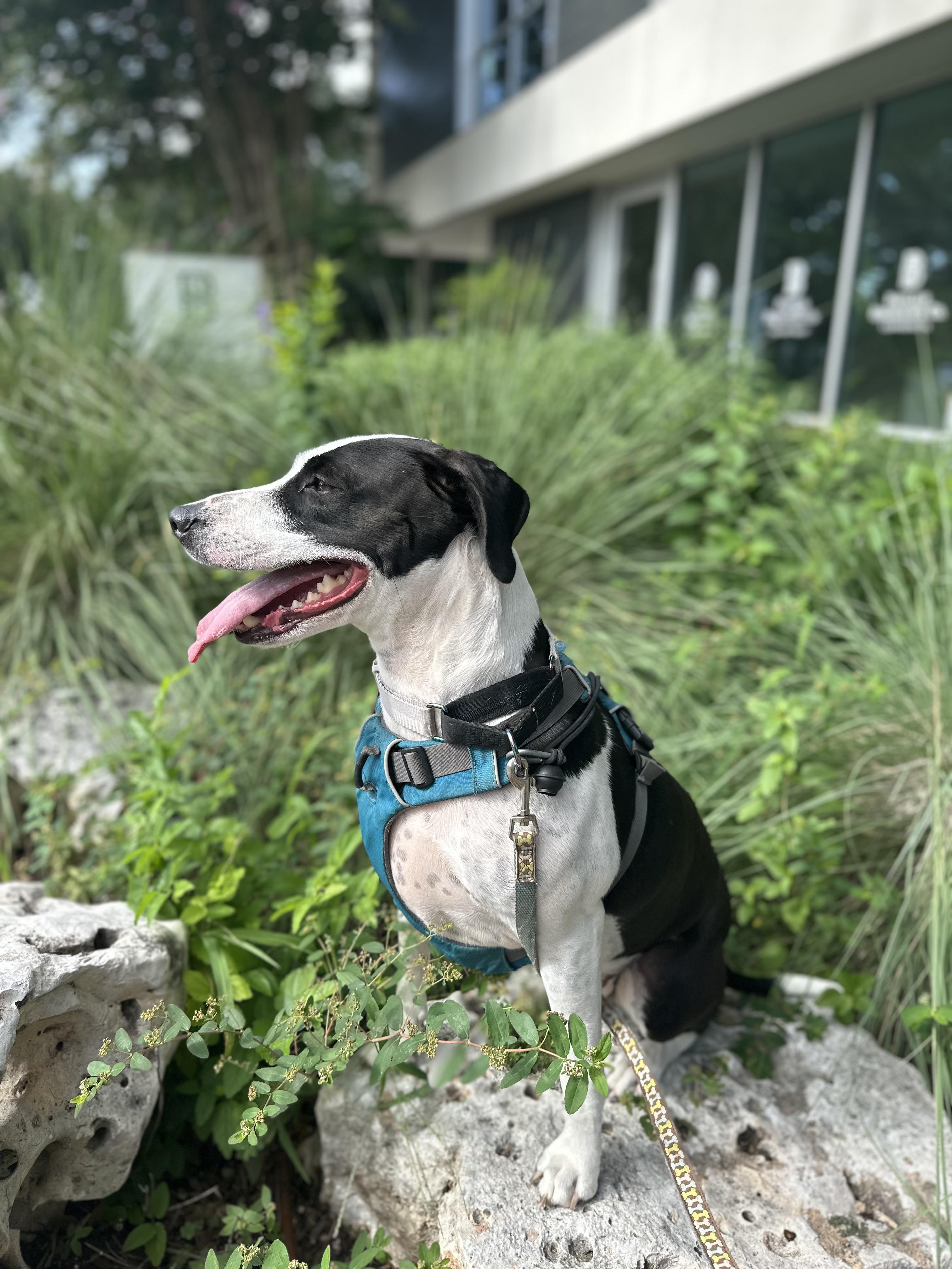 Enlarge Charity, a Adoptable mixed breed in Seattle, WA image 4/6