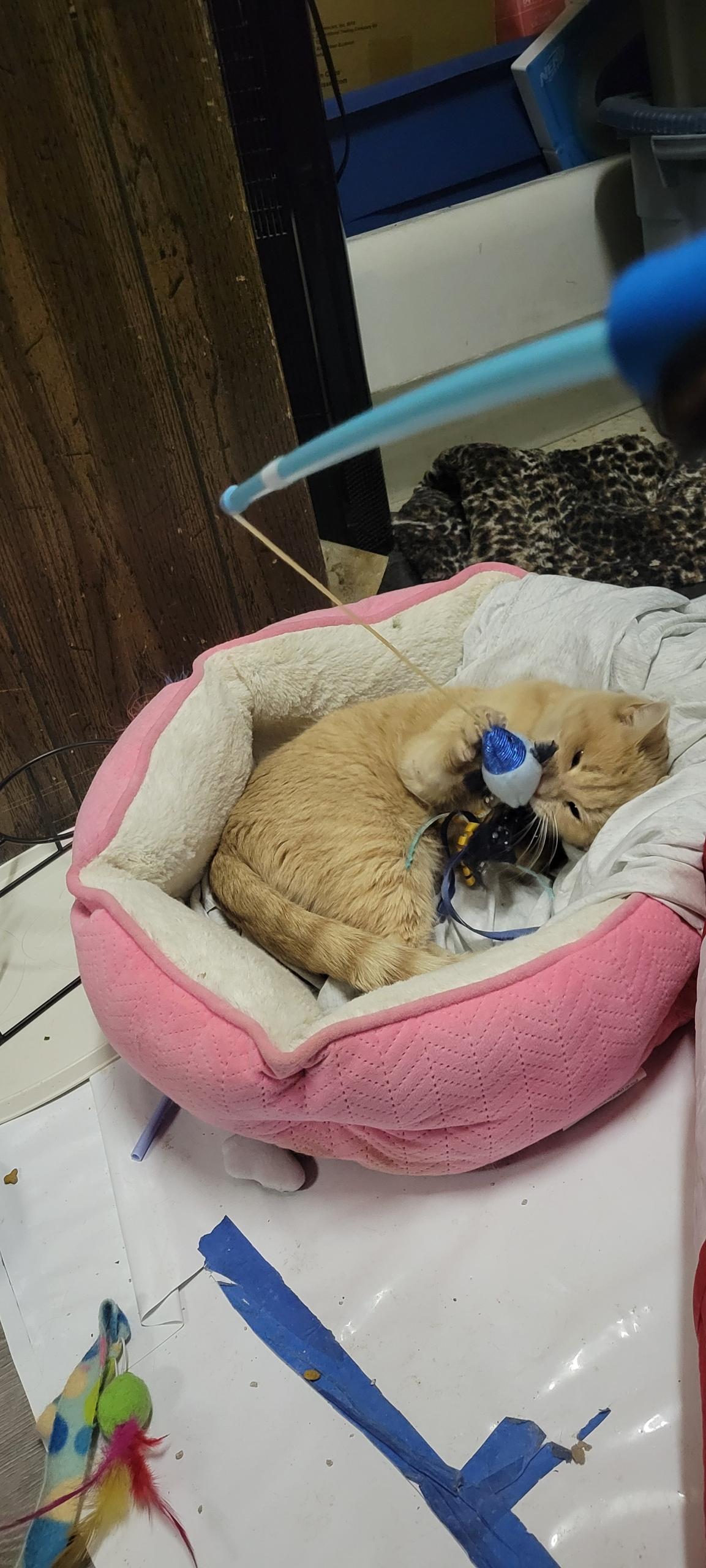 Enlarge Belle, a Adoptable Domestic Medium Hair in Levittown, PA image 4/4