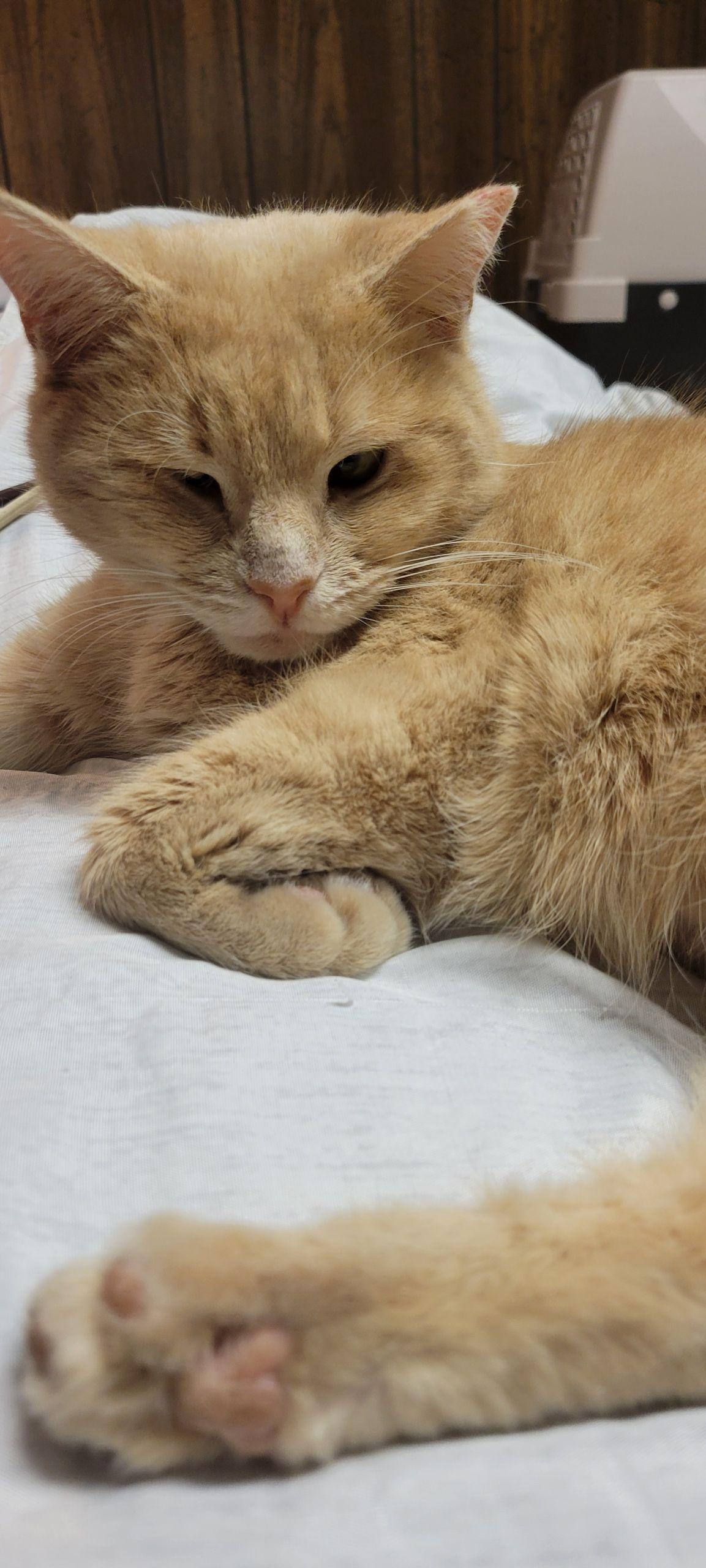 Enlarge Belle, a Adoptable Domestic Medium Hair in Levittown, PA image 3/4