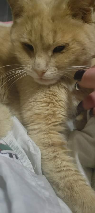 Enlarge Belle, a Adoptable Domestic Medium Hair in Levittown, PA image 2/4