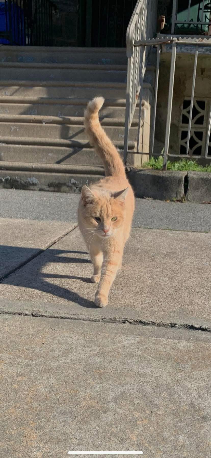 Enlarge Belle, a Adoptable Domestic Medium Hair in Levittown, PA image 1/4