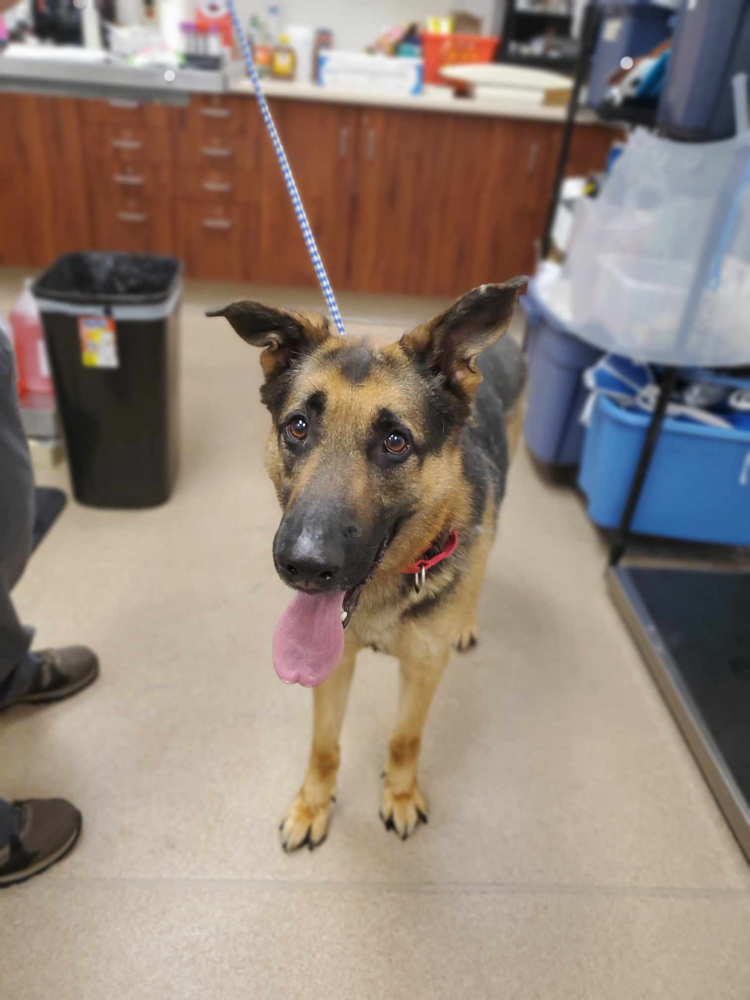 Phoenix, an adopted German Shepherd Dog in Chambersburg, PA_image-1