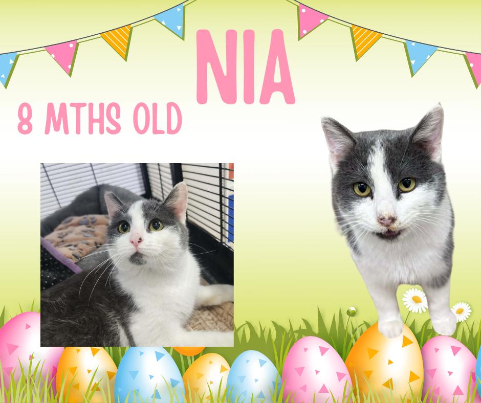 Enlarge Nia, a ADOPTABLE Domestic Short Hair in Tama, IA image 1/1