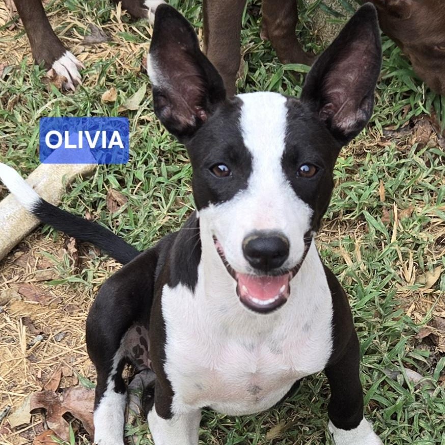 Olivia, Adoptable, Puppy Female Hound & Mixed Breed.