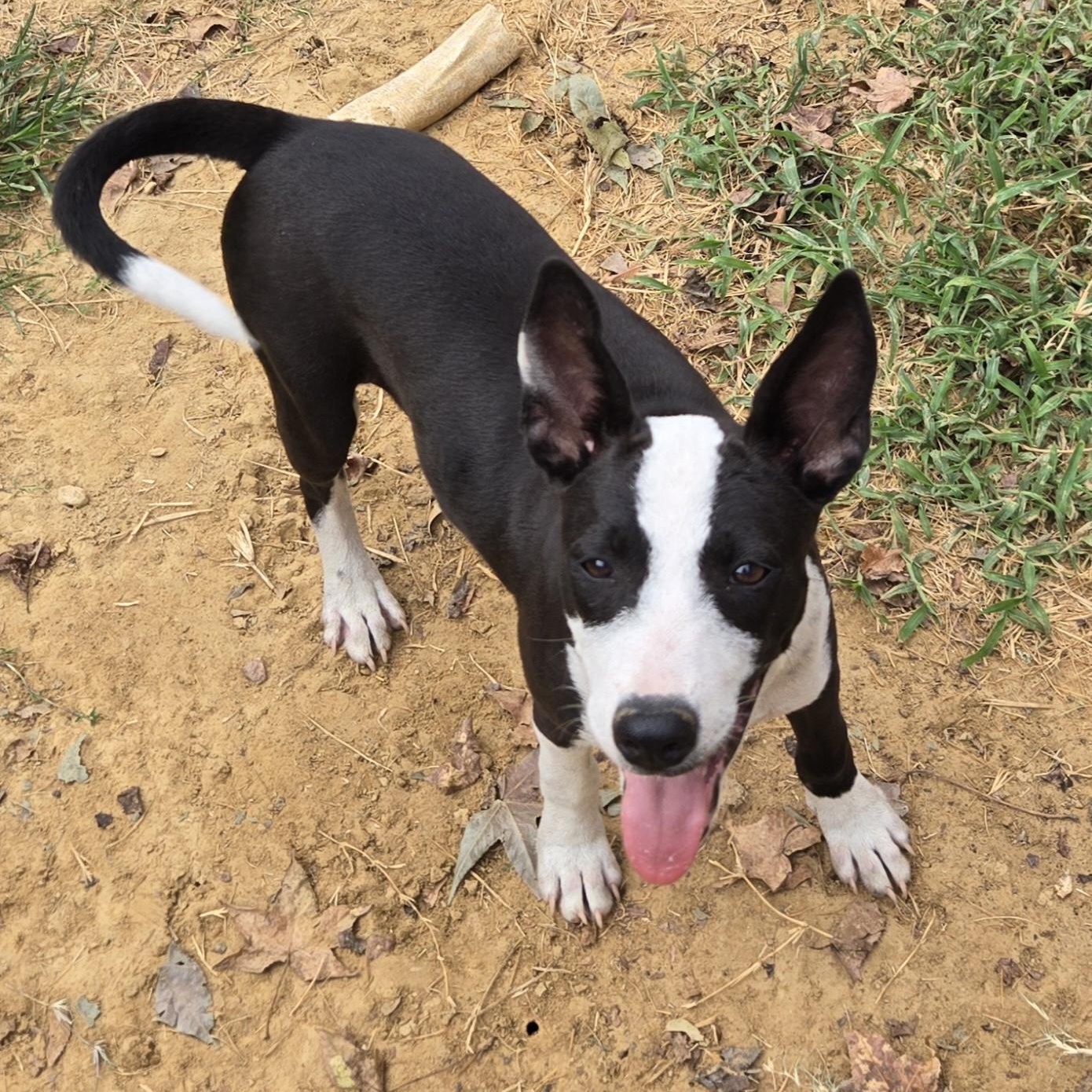 Enlarge Olivia, a Adoptable mixed breed in Medfield, MA image 2/5
