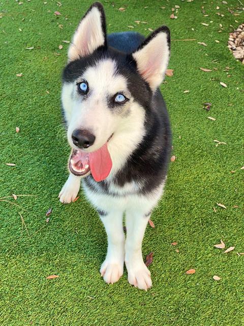 Enlarge ROCKY, a Adoptable Siberian Husky in Fort Myers, FL image 1/1