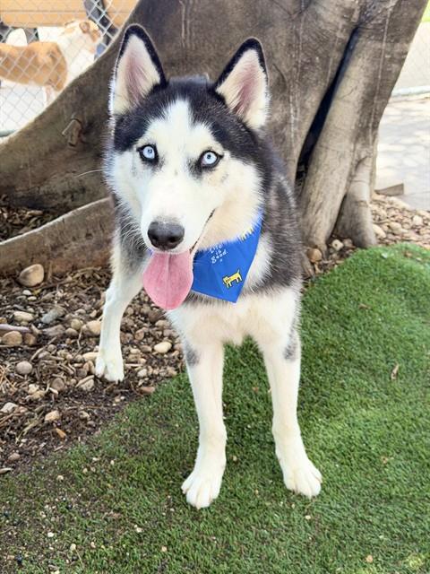 Enlarge ROCKY, a Adoptable Siberian Husky in Fort Myers, FL image 1/1