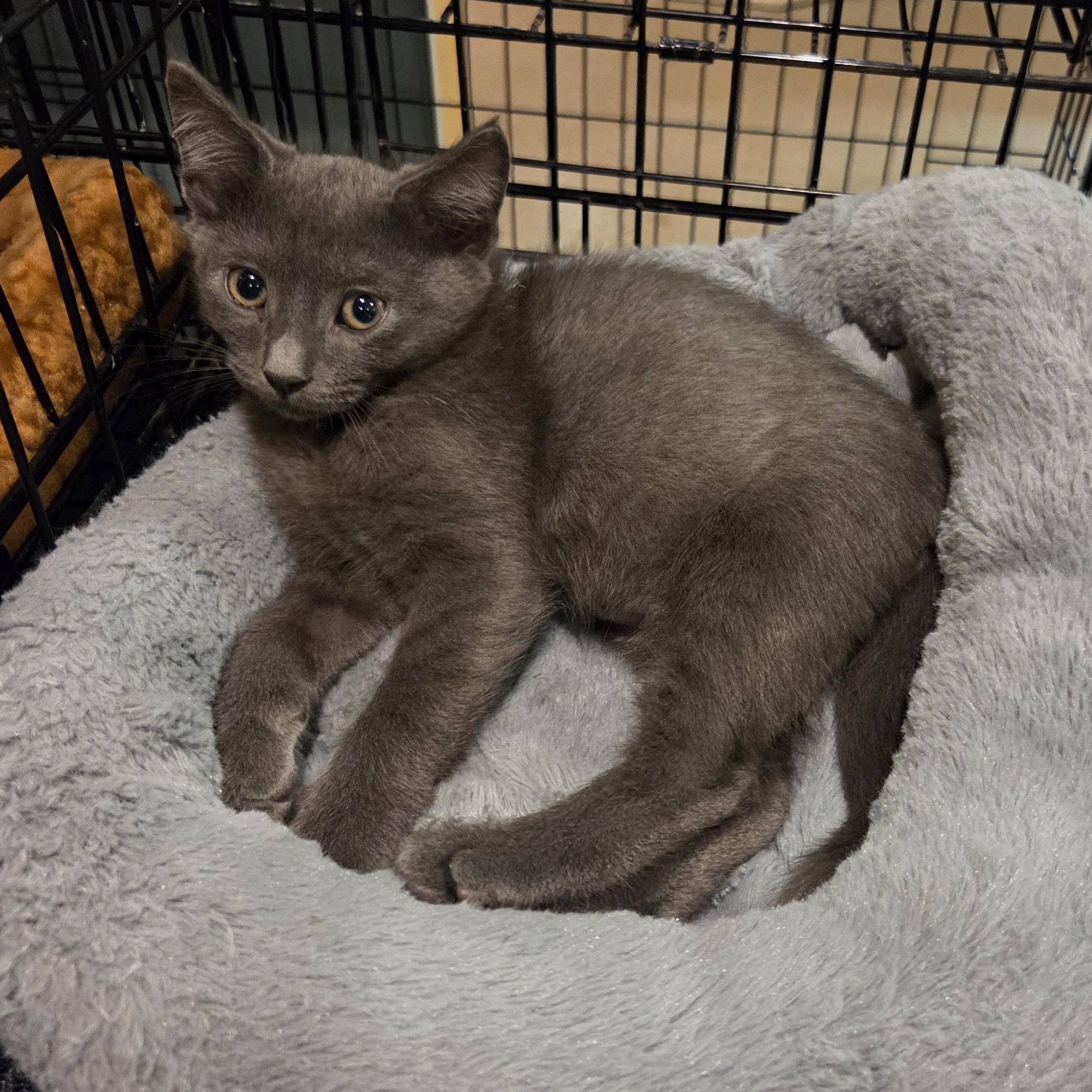 Enlarge Malakai 9636, an adopted Russian Blue in Boca Raton, FL image 1/1