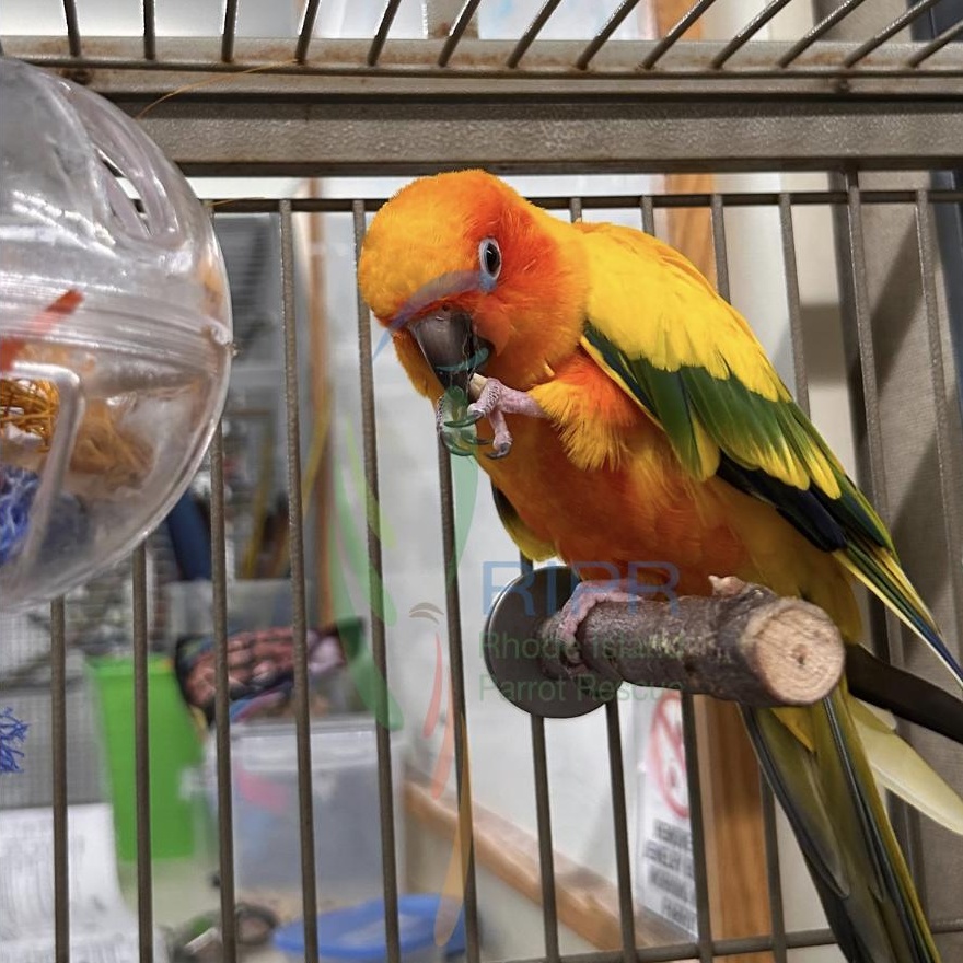 Enlarge Ruby, a Adoptable Conure in Cape Elizabeth, ME image 2/5