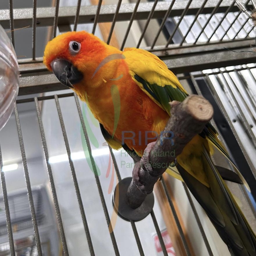 Enlarge Ruby, a Adoptable Conure in Cape Elizabeth, ME image 3/5