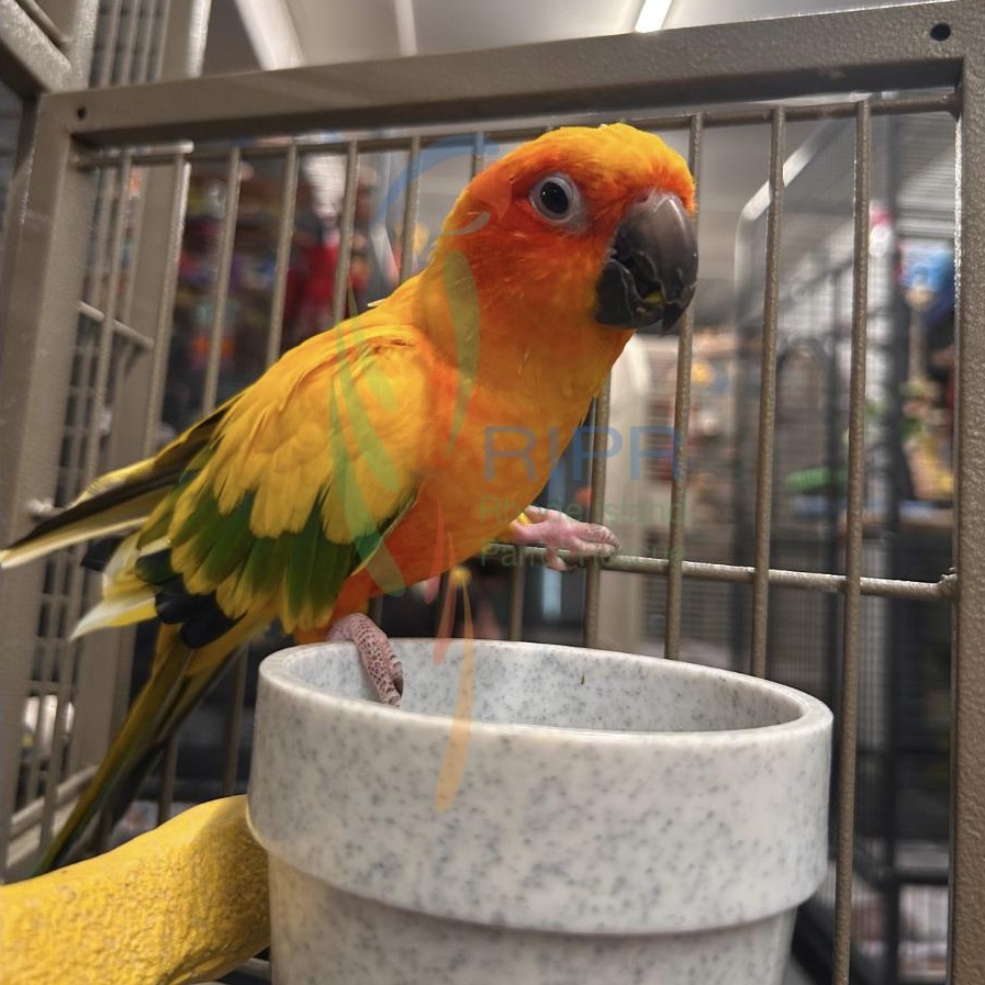 Enlarge Ruby, a Adoptable Conure in Cape Elizabeth, ME image 4/5