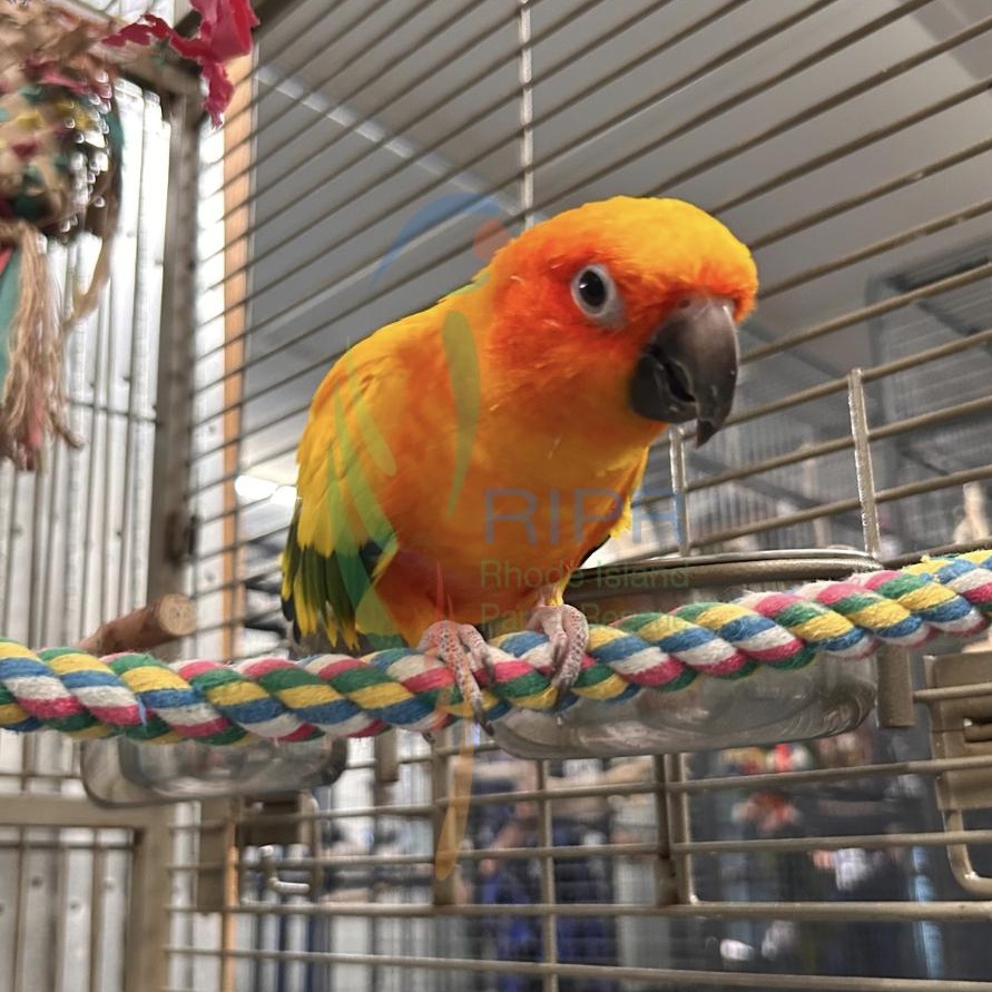 Enlarge Ruby, a Adoptable Conure in Cape Elizabeth, ME image 5/5