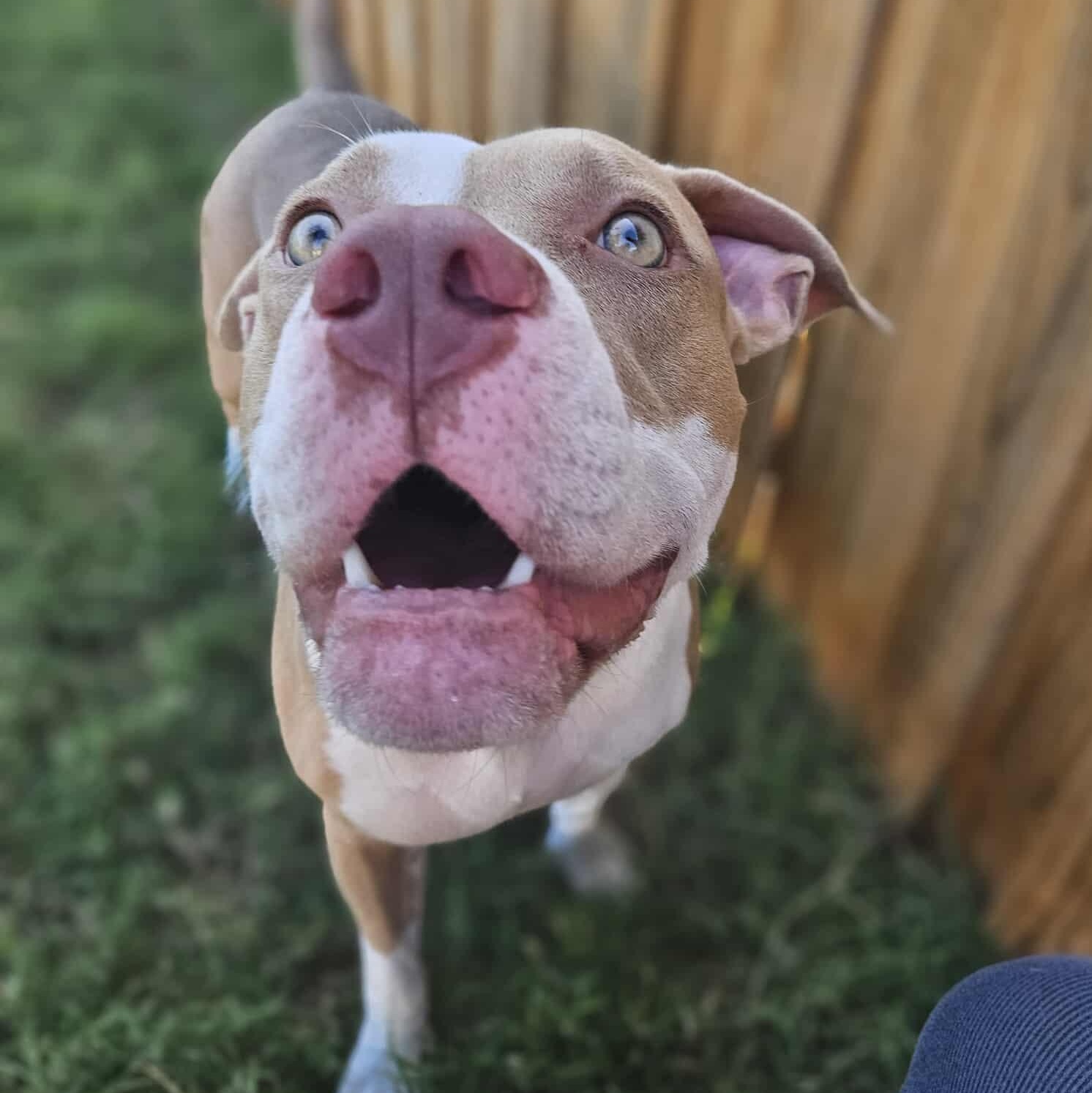 Pam-fostered in Texas, transport available — thumbnail 2