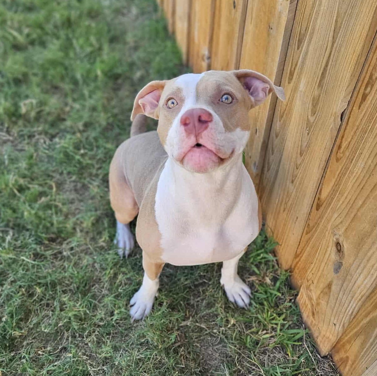 Pam-fostered in Texas, transport available — thumbnail 4