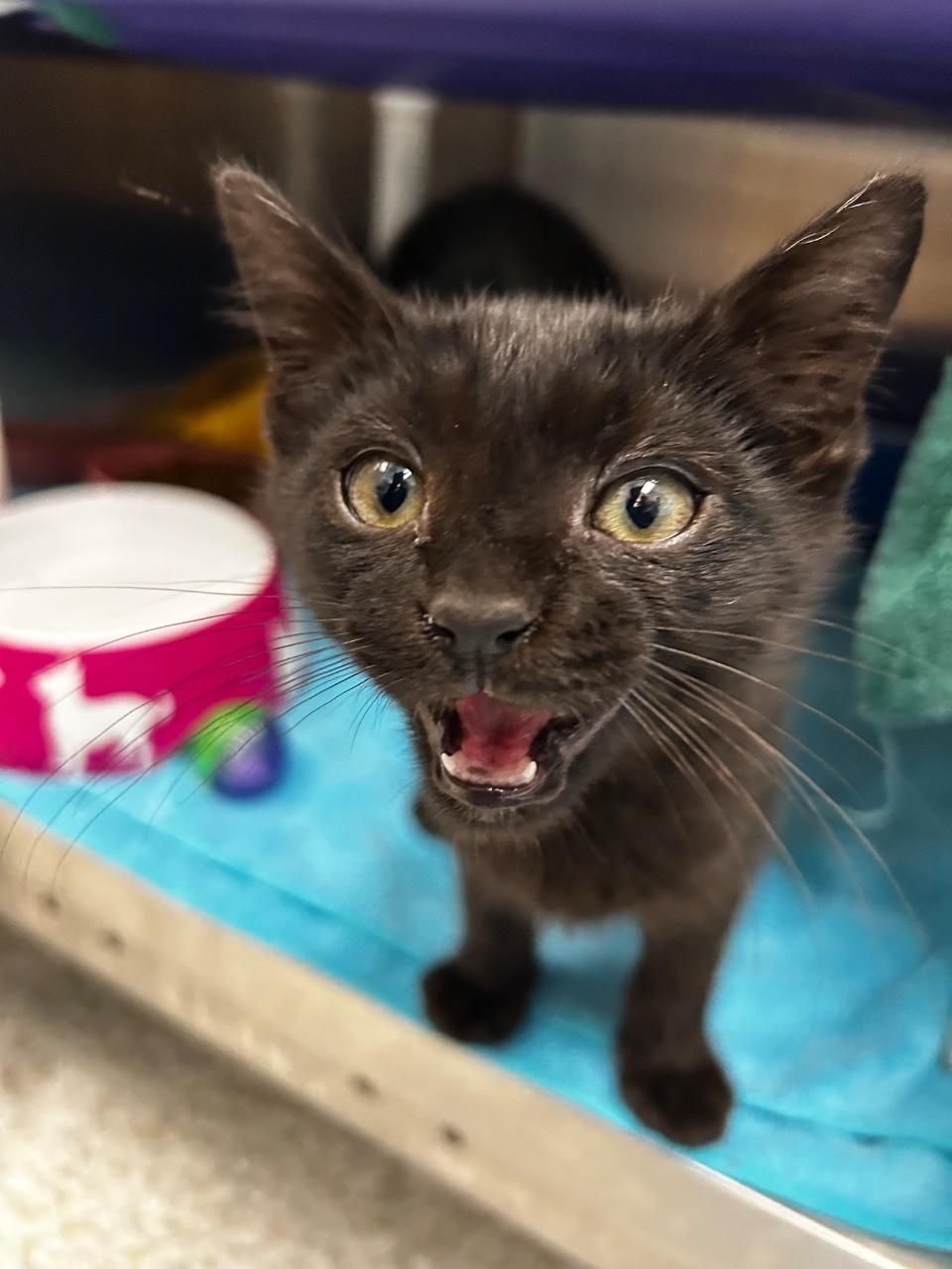 Terraria, Adoptable, Kitten Male Domestic Short Hair.