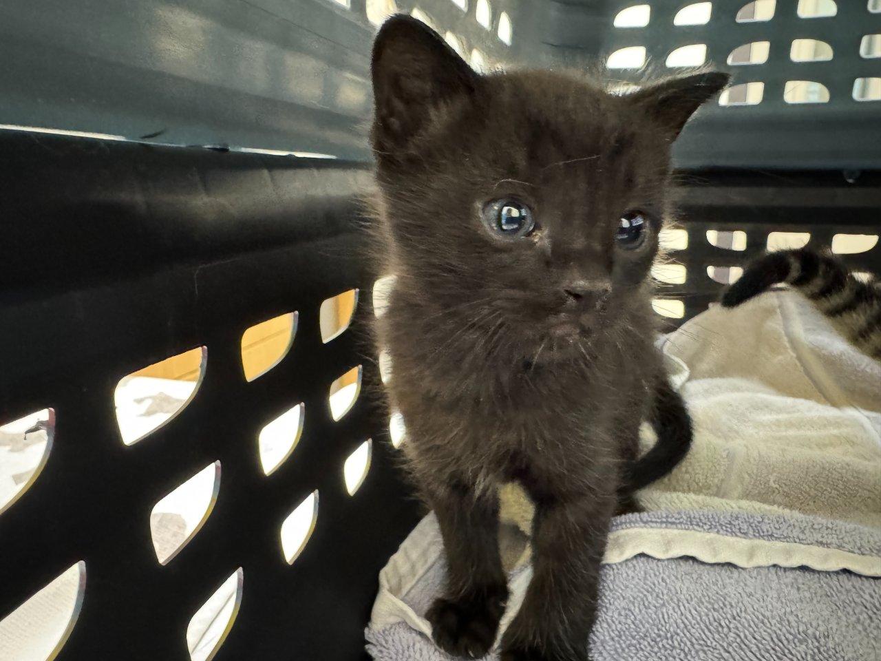 Terraria, Adoptable, Kitten Male Domestic Short Hair.
