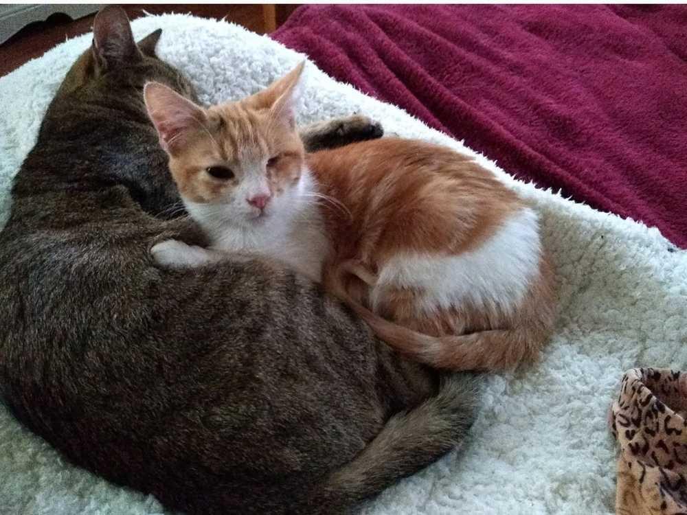Turbo, Adopted, Young Male Domestic Short Hair.