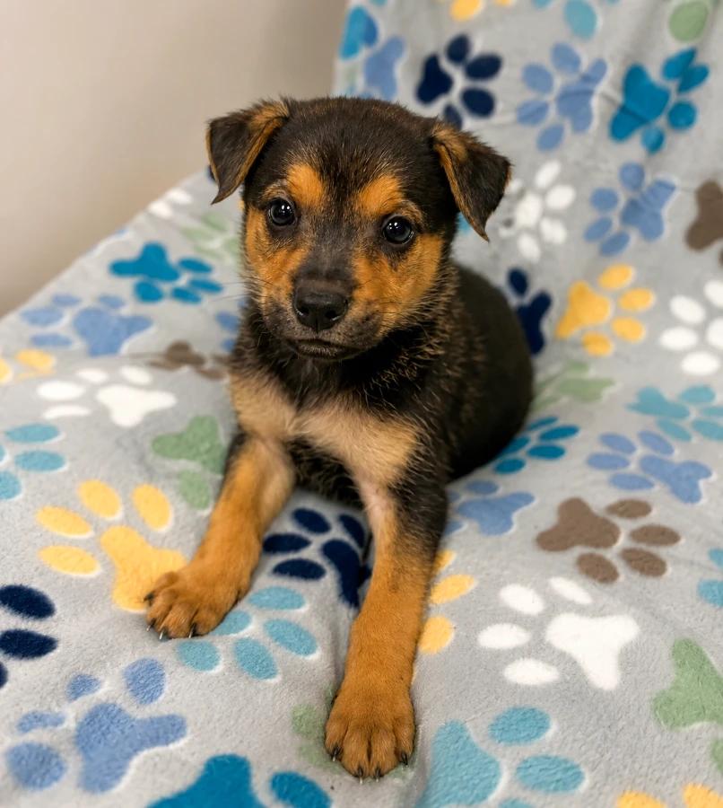 Diesel, Adoptable, Puppy Male Mixed Breed.
