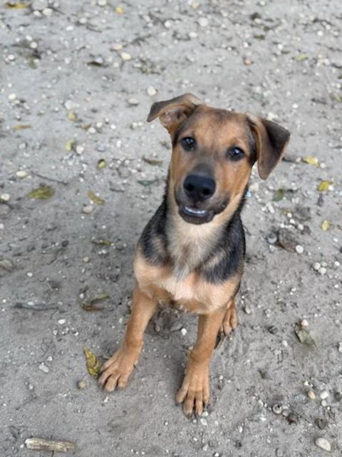 Enlarge Diesel, a Adoptable mixed breed in Lindenhurst, NY image 2/2