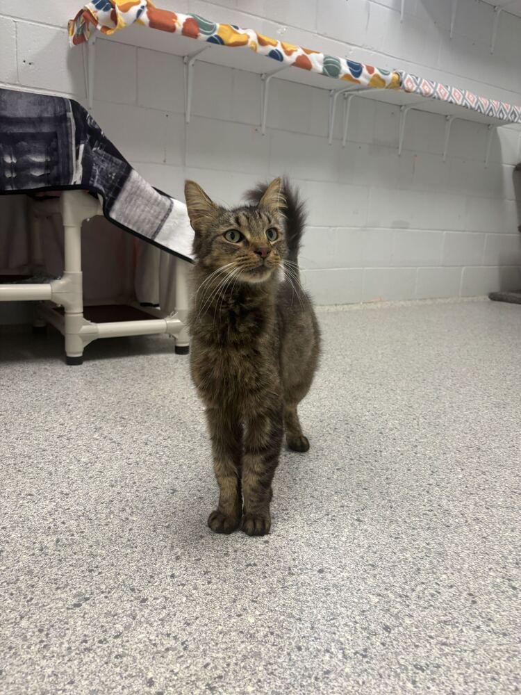 Wentworth, Adoptable, Adult Male Domestic Short Hair.