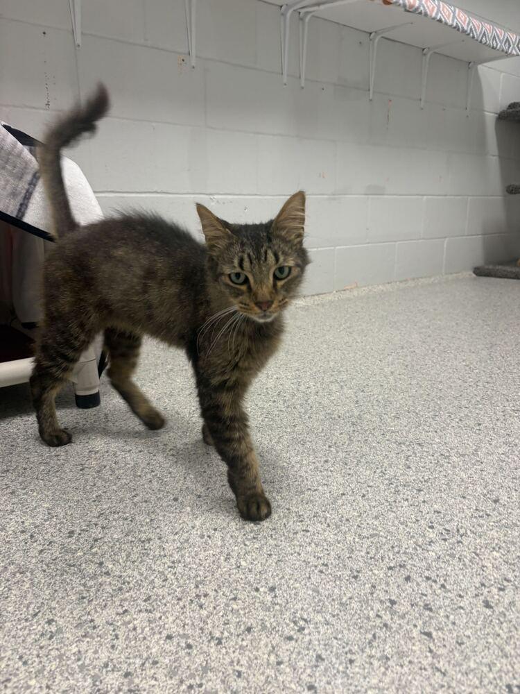 Enlarge Wentworth, a Adoptable Domestic Short Hair in Bowling Green, OH image 2/3