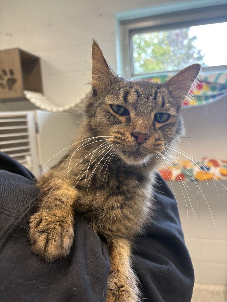Enlarge Wentworth, a Adoptable Domestic Short Hair in Bowling Green, OH image 3/3