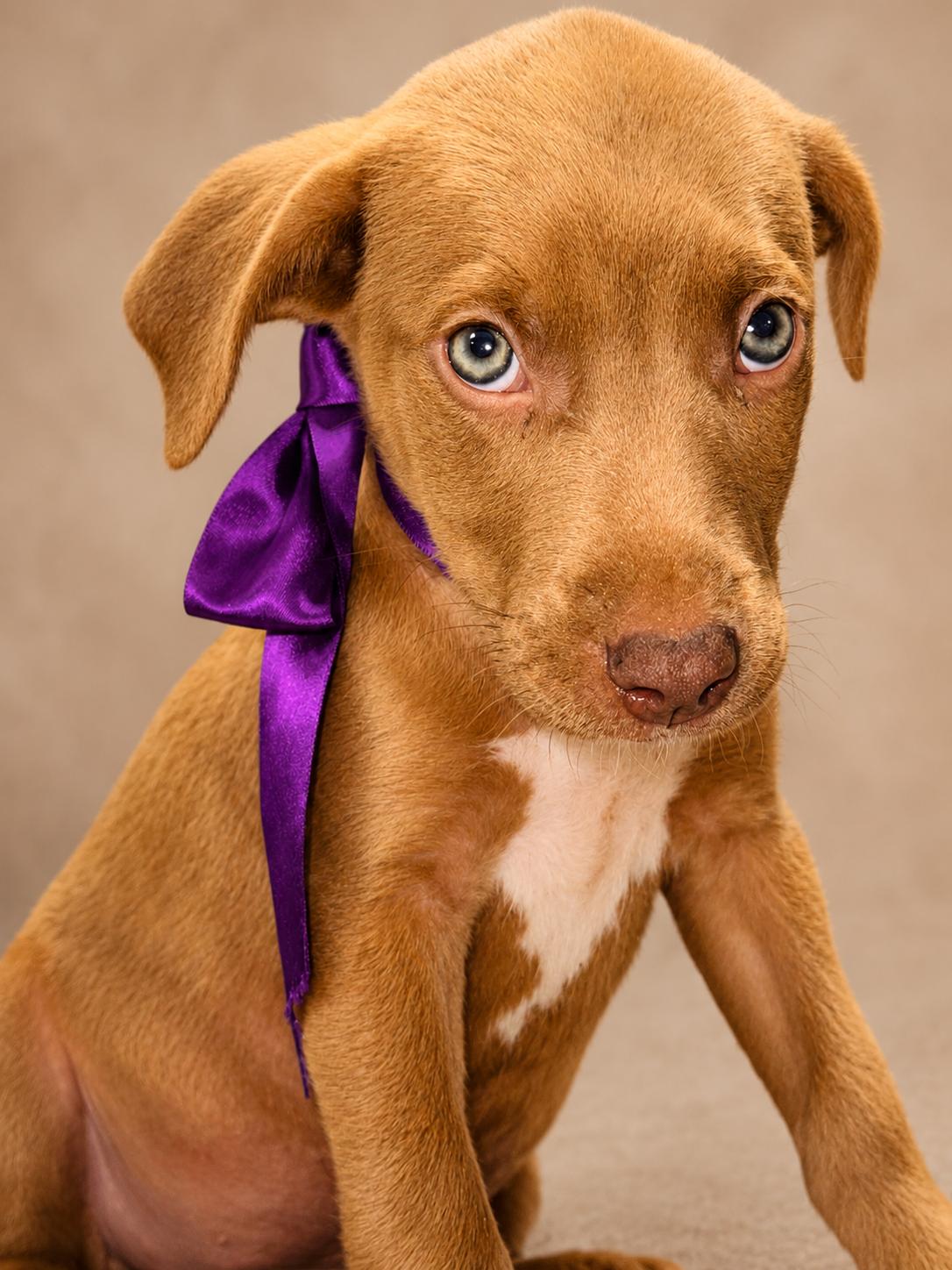 Enlarge TAWNY, a ADOPTABLE mixed breed in Jacksonville, FL image 3/3