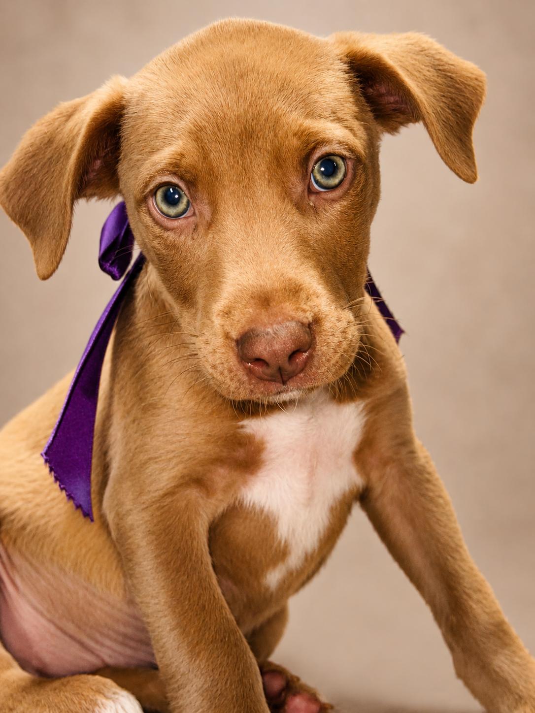 Enlarge TAWNY, a ADOPTABLE mixed breed in Jacksonville, FL image 2/3