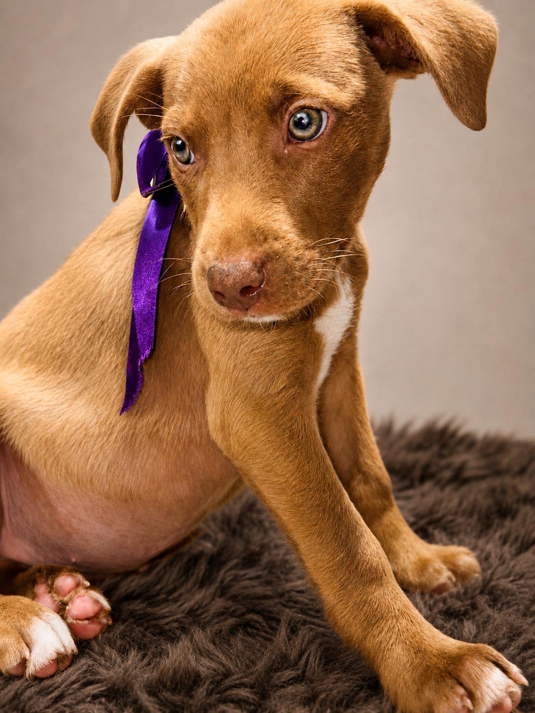 Enlarge TAWNY, a ADOPTABLE mixed breed in Jacksonville, FL image 1/3