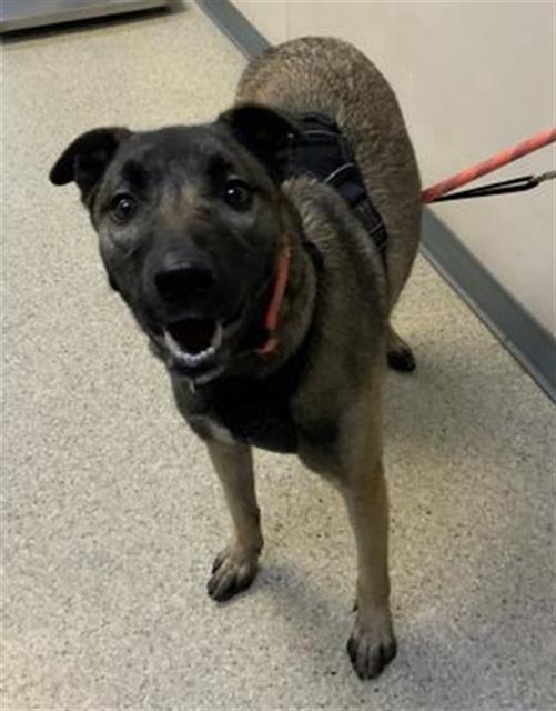 BELLA, Adoptable, Young Female German Shepherd Dog & Mixed Breed.