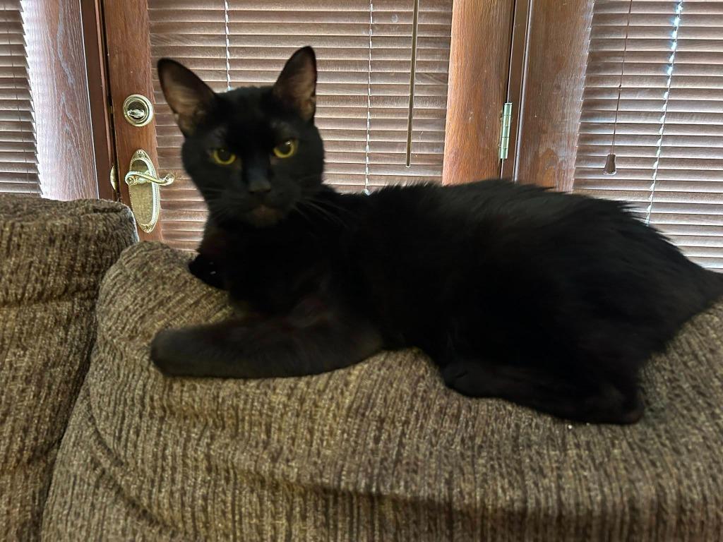 Enlarge Wilford Brimley, a Adoptable mixed breed in Kettering, OH image 1/5