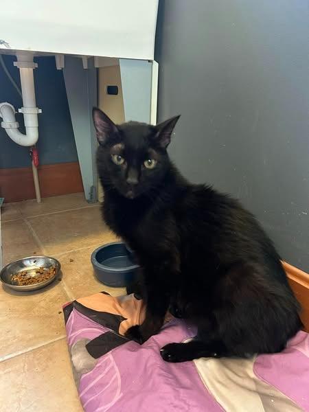 Wilford Brimley, Adoptable, Senior Male Domestic Short Hair.