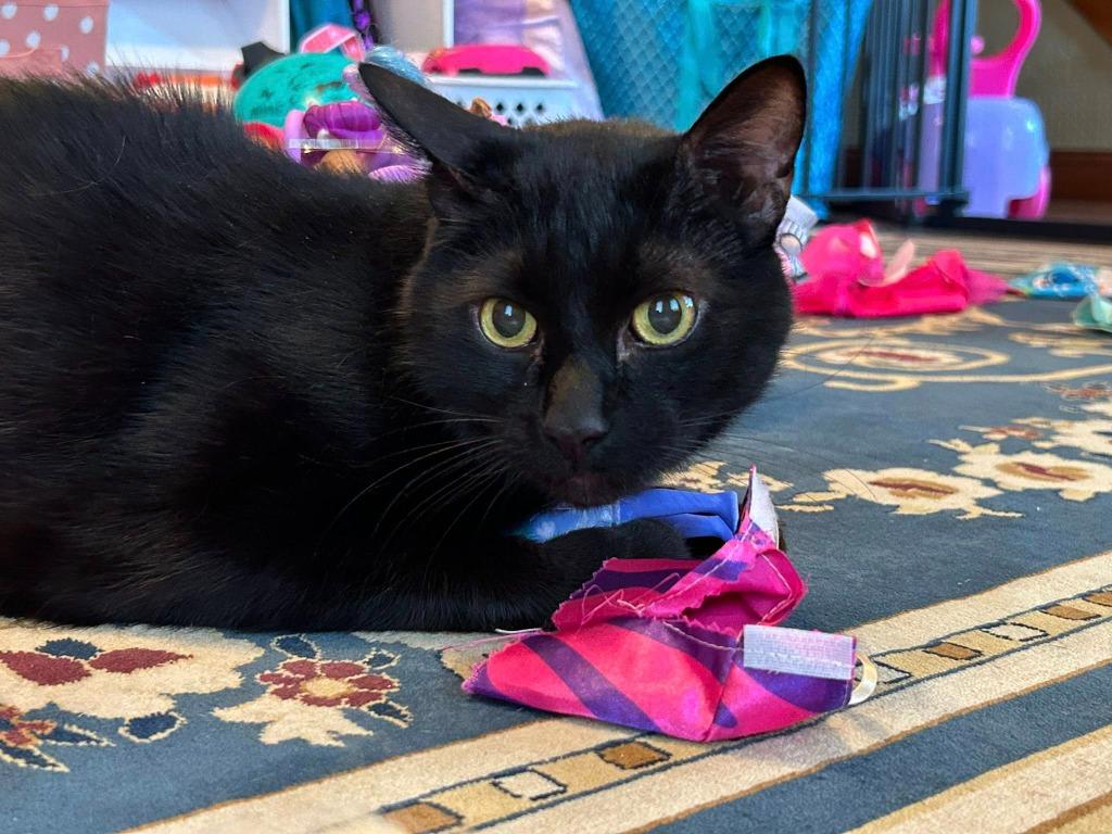 Wilford Brimley, a Adoptable mixed breed image 3/5