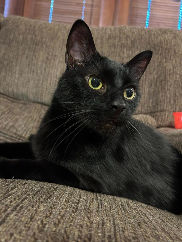 Enlarge Wilford Brimley, a Adoptable mixed breed in Kettering, OH image 4/5