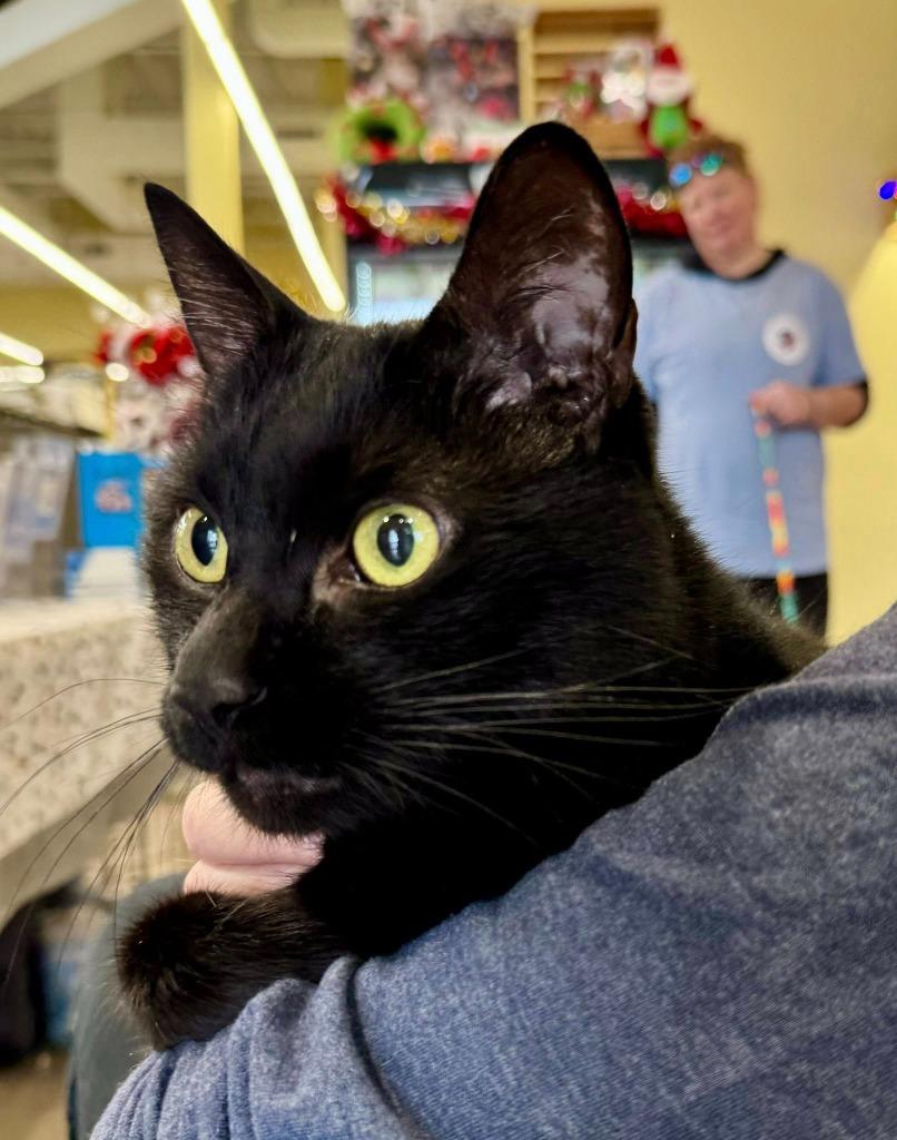 Enlarge Wilford Brimley, a Adoptable mixed breed in Kettering, OH image 5/5